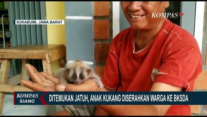 Temukan Bayi Kukang Tergeletak, Warga Langsung Serahkan Hewan Dilindungi Ini ke BKSDA