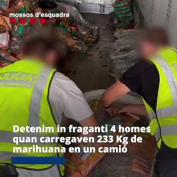 Los Mossos detienen a cuatro hombres por transportar marihuana oculta en sacos de rastrojos