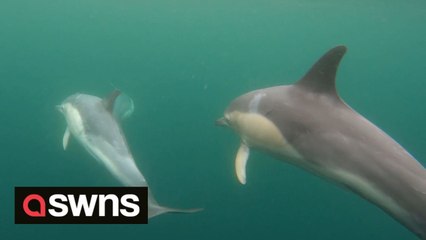 Stunning footage shows pod of around 40 dolphins swimming through transparent waters