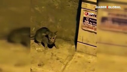 Beyoğlu’nda davetsiz misafir... O anlar kamerada