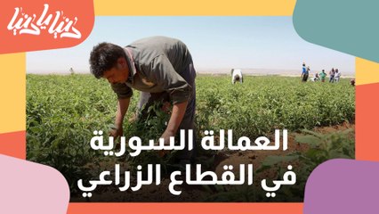 العمالة السورية بالقطاع الزراعي في الأردن