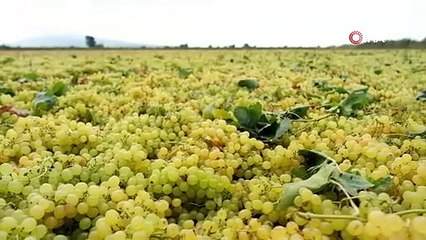 Manisa'da Üzüm Sergileri Adeta Kartpostallık Görüntülere Sahne Oldu!