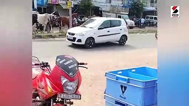 વડોદરામાં રખડતાં ઢોર બાદ રખડતા ઘોડાનો ત્રાસ