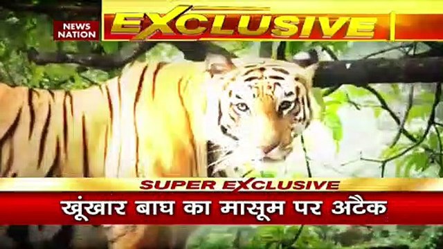 Bandhavgarh Tiger Attack: देखिए कैसे मां की हिम्मत के आगे हार गया बाघ ? Madhya Pradesh | News Nation