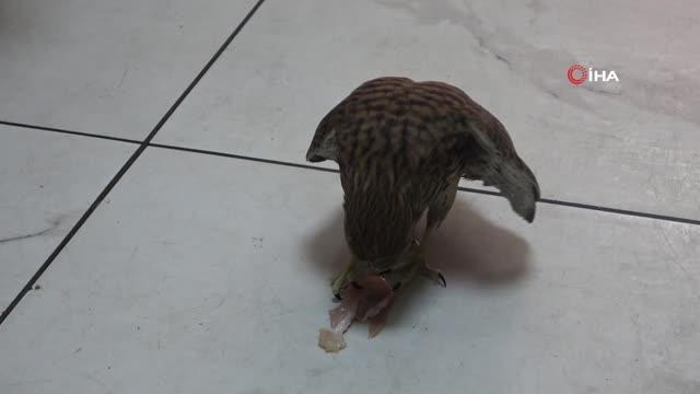 Son dakika haber! Yaralı 'kerkenez' duyarlı vatandaş tarafından tedavi edildi