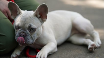 A pup abandoned with horrendous untreated burns charmed his foster family and got a forever home