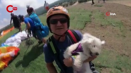 Uçma meraklısı köpek uçmadığı zaman strese giriyor