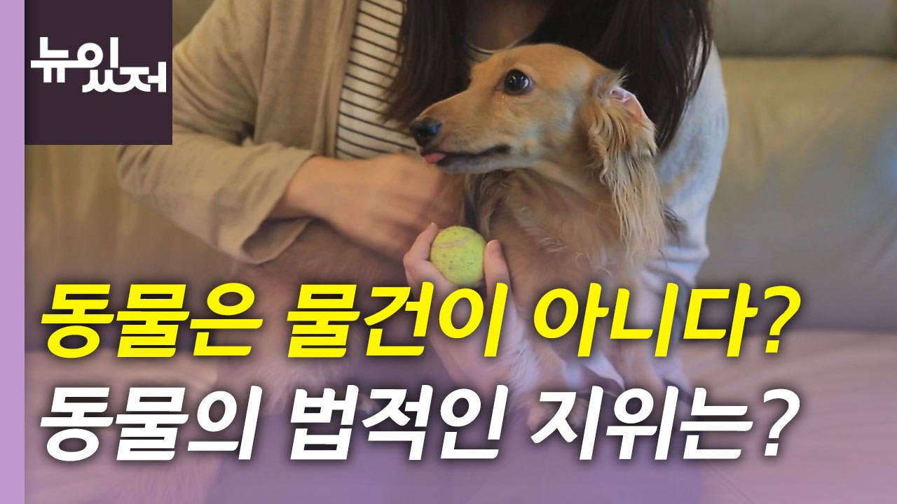 [뉴있저] '동물은 물건이 아니다' 입법 예고...동물의 법적 지위 달라질까? / YTN