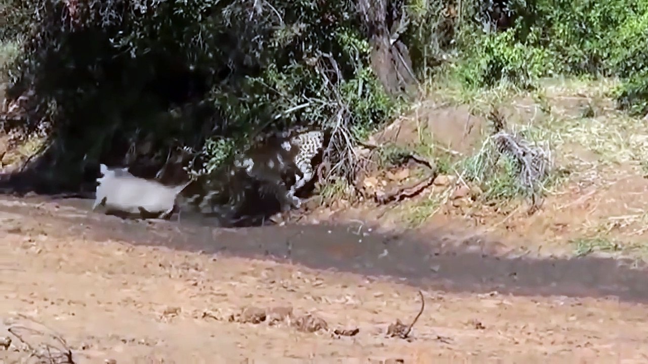Cheetah Vs Warthog Incredible Battle for Survival! Warthog Chew The Cheetah's Head To Save Her Baby