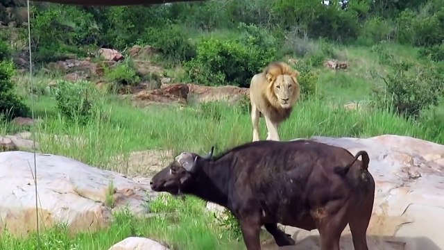 Thank God... Angry Elephant Herd Killed Lion To Rescue Buffalo - Lion vs Buffalo, Elephant