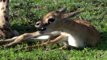 The CHEETAH, The Most Agile and Deadly Big Cat   Lion King Rescue Impala From Cheetah Hunting