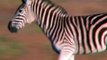 OMG. Zebra Baby Luckily Escaped The Attack Of Cheetah Thanks To The Help Of Baboon Zebra - Gemsbok