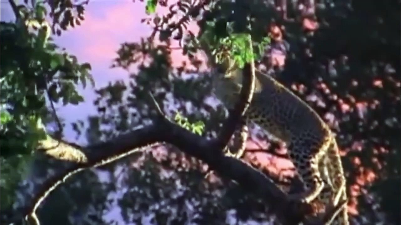 Crocodile is King Swamp but Fail! Leopard Chews Crocodile Head To Revenge – Crocodile vs Leopard