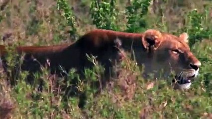 Intense Battle Between Lioness & Giraffe Over Her Newborn Baby – Lion vs Giraffe, Wild Dogs