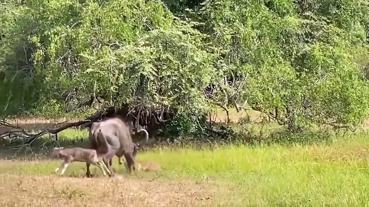 Top 10 Animals that Can KILL LEOPARD   Leopard vs Buffalo, Gorilla, Wildebeest, Giraffe, Baboon