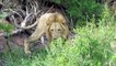 Fierce Battle Of Buffalo vs Lions - Mother Buffalo Attacks Lion To Protect Life Of Baby Buffalo