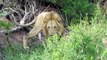 Fierce Battle Of Buffalo vs Lions - Mother Buffalo Attacks Lion To Protect Life Of Baby Buffalo