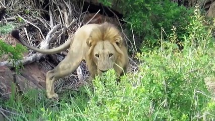 Fierce Battle Of Buffalo vs Lions - Mother Buffalo Attacks Lion To Protect Life Of Baby Buffalo
