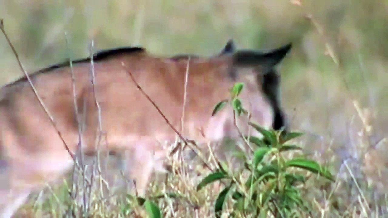 Lion Catch and Kill Leopard Cub When Mother Leopard Hunting Wildebeest – Leopard vs Lion, Wildebeest