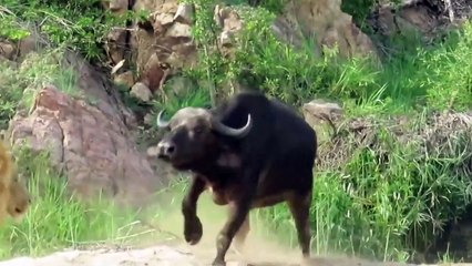 Life is Not Easy With The Lion King! Lions Failed to Control Prey, Buffalo, Zebra, Hyena, Crocodile