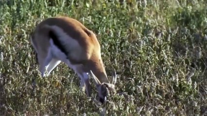 OMG! Leopard Over Power By Impala During A Fight For Hunting - Cheetah vs Lion, Buffalo, Impala