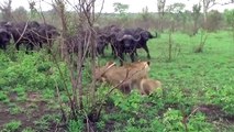OMG! Giant Python Swallowing Lion Cubs While Mother Lion Chase and Kill Buffalo - Lions vs Buffalo