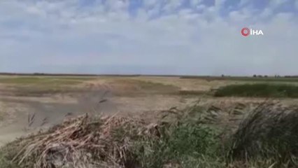 Tedavisi tamamlanan kızıl şahin doğal ortamına bırakıldı