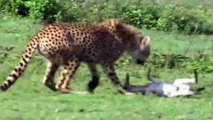 Amazing! Elephant Destroys Cheetah Rescue Baby Impala in Kingdom of Elephants - Impala vs Wild Dogs