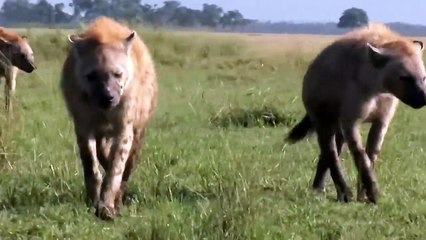 Amazing Newborn Wildebeest Escape From Hyena Hunt, The Power of Mother Animals