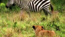 OMG. Zebra Baby Luckily Escaped The Attack Of King Lion Thanks To The Help Of Zebra Mother