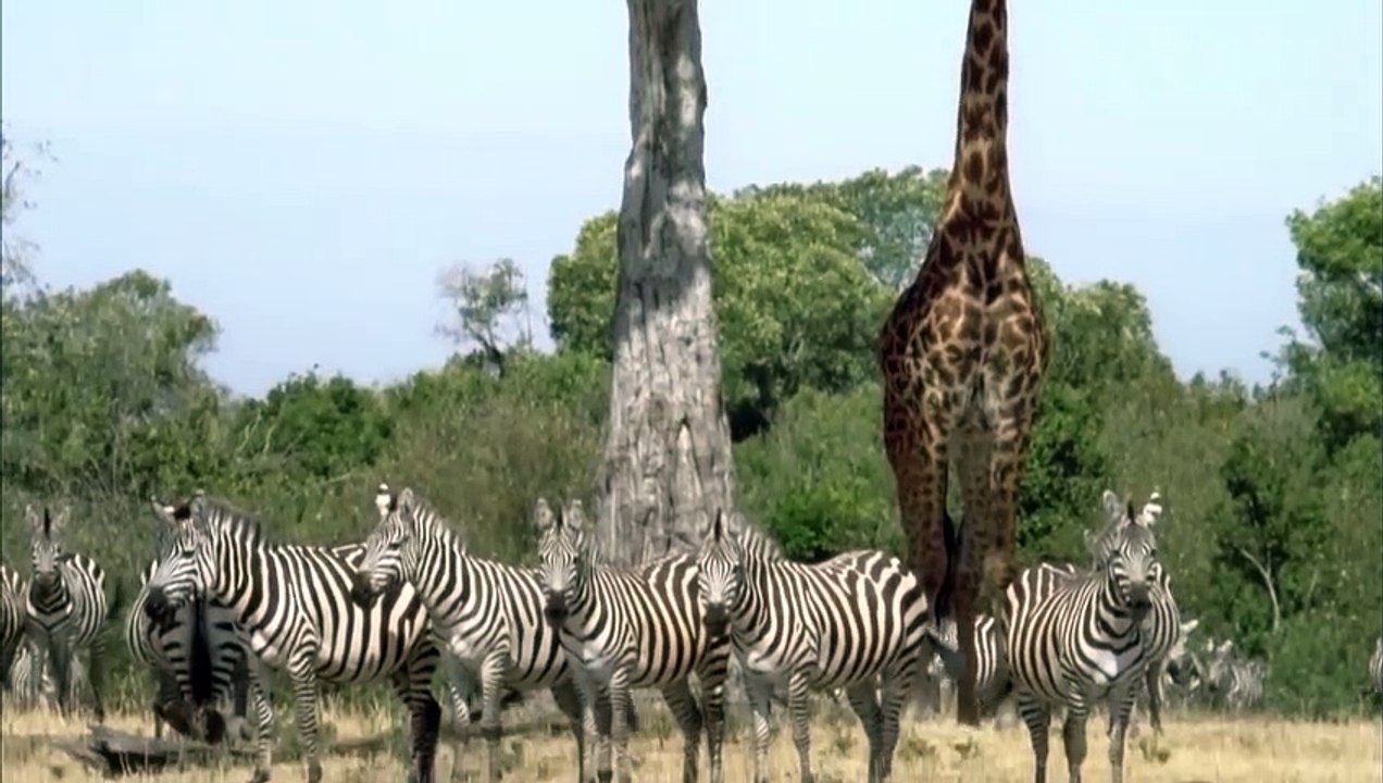 Gorillas Really Want To Rescue The Impala From Leopard, Jackal Hunting  Leopard vs Baboon vs Impala