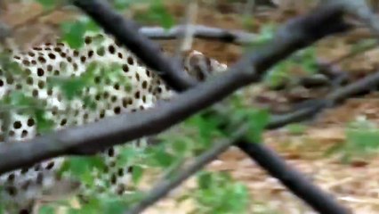 Very touching story   Mother Ostrich Don’t Protect Her Newborn From Cheetah, Lion Hunting