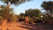 Wild Dogs Hunting Kudu! Unbelievable Herd of Elephant Chasing Wild Dogs Save Antelope Kudu Success