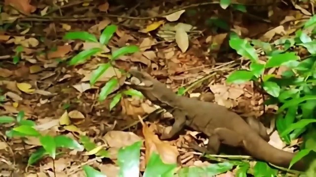 Best of Porcupine save Lizard from King Cobra Python vs Porcupine Animals Save Another Animals