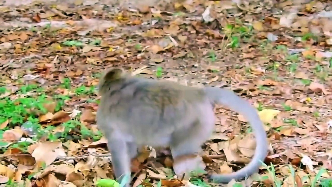 OMG! Eagle Hunt Leopard Cubs When Mother Leopard Climb Tree Catch Baby Monkey – Wild Animals Planet