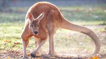 Australien: Aggro-Kängurus attackieren Menschen in Dorf