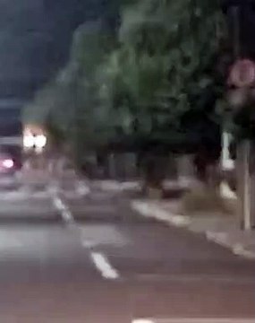 Lobo-guará é avistado na região central de Arapongas; veja