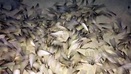 মাশ আল্লাহ কি সুন্দর