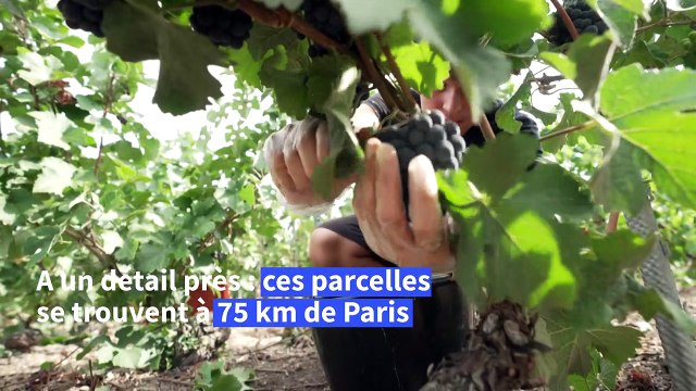 Champagne: en Ile-de-France aussi, c'est l'heure des vendanges !