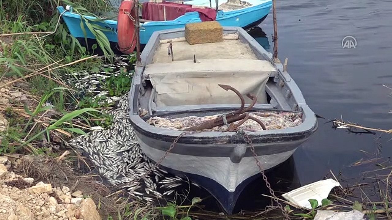 Hatay’da balık ölümleri görülmesi üzerine inceleme başlatıldı