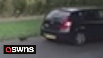 Kitten hurled out car window dies on tarmac