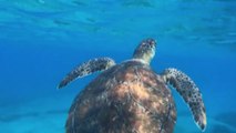 Una tartaruga verde nuota nelle acque turchesi di Cipro