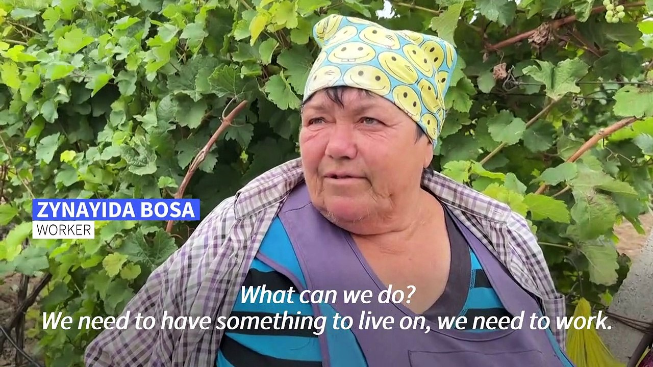Grape harvest continues under the sound of shelling in Ukraine vineyard