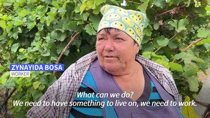 Grape harvest continues under the sound of shelling in Ukraine vineyard
