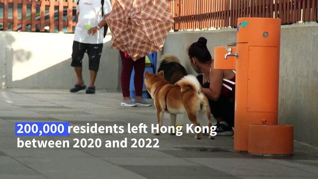 Ruff deal: Hong Kong exodus sparks surge in abandoned pets