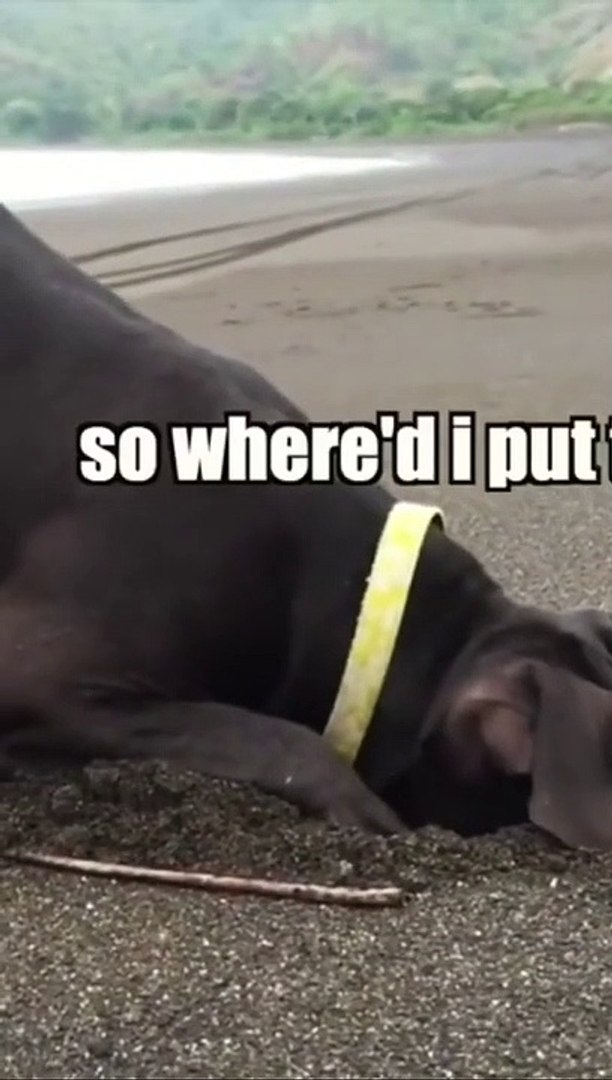 I think dog found treasure #dog