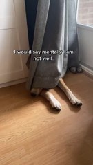 This dog is a mood #dog
