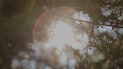 Pourquoi les forêts contribuent-elles au bien-être ? Les scientifiques répondent