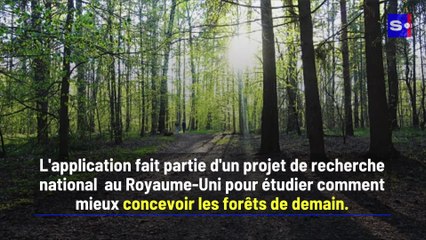 Pourquoi les forêts contribuent-elles au bien-être ? Les scientifiques répondent