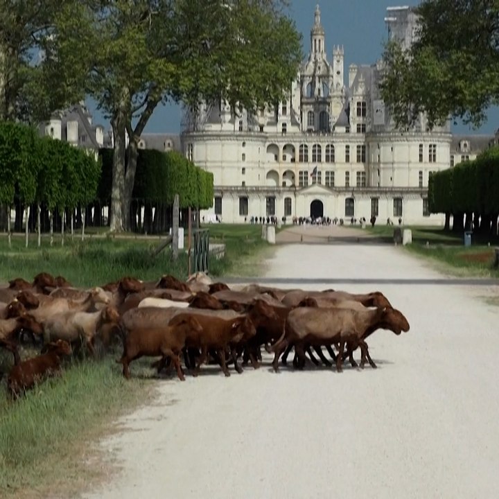 La réintroduction de la brebis solognote participe à l'entretien du parc de Chambord
